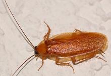 К чему снятся тараканы: основные толкования сновидения с насекомыми